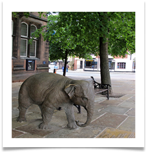 Chester Elephant 12-06-2013 copy - Helen Kulczycki
